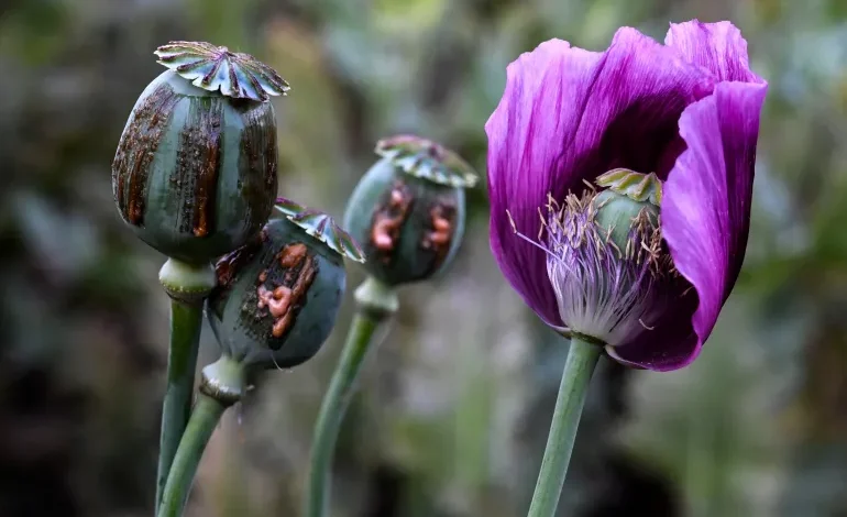 Myanmar’s opium fields surge to 10-year high as conflict fuels the drug economy