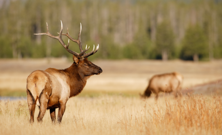 CWD shows up in a new Wyoming elk zone — and Game and Fish wants hunters paying attention
