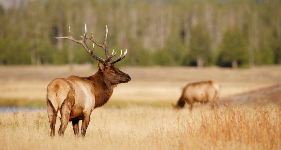 CWD shows up in a new Wyoming elk zone — and Game and Fish wants hunters paying attention