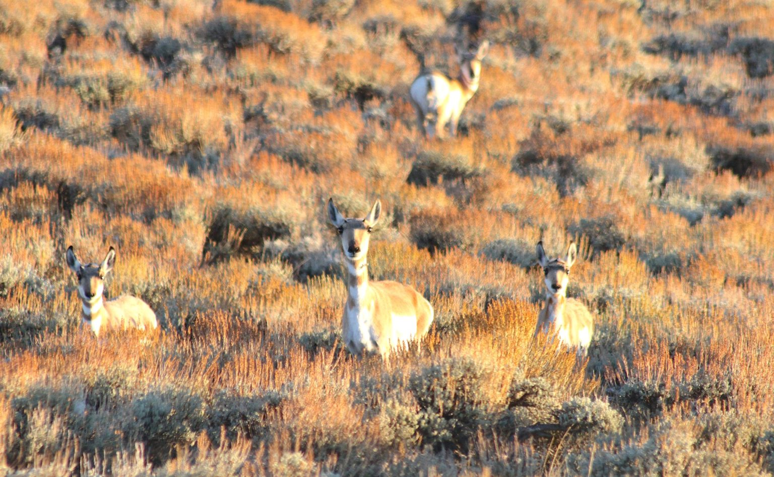 Gordon Scales Back Pronghorn Corridor Plan, Overrules Wildlife Commission and Sparks Backlash