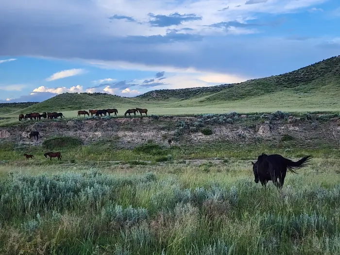 From Racetrack to Rangeland: How Wyoming Is Giving OTTBs a Whole New Lease on Life