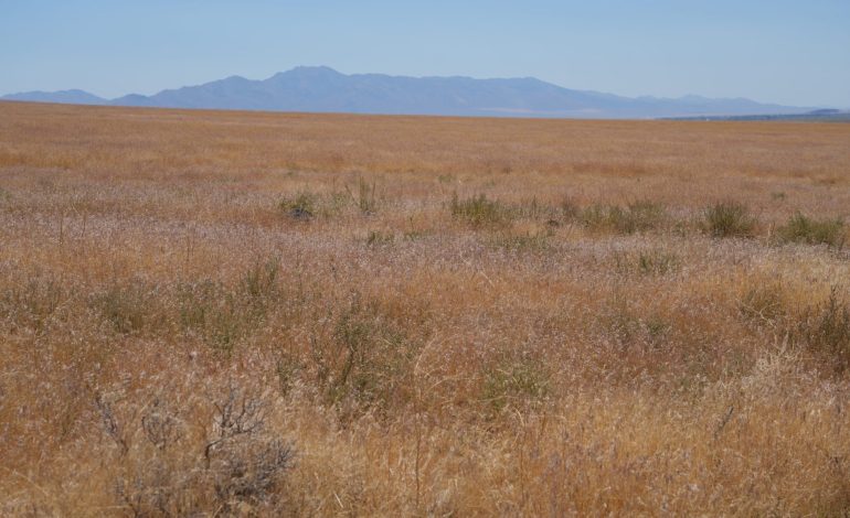 Wyoming’s Race to Stop Cheatgrass from Turning Sagebrush Country into a Tinderbox