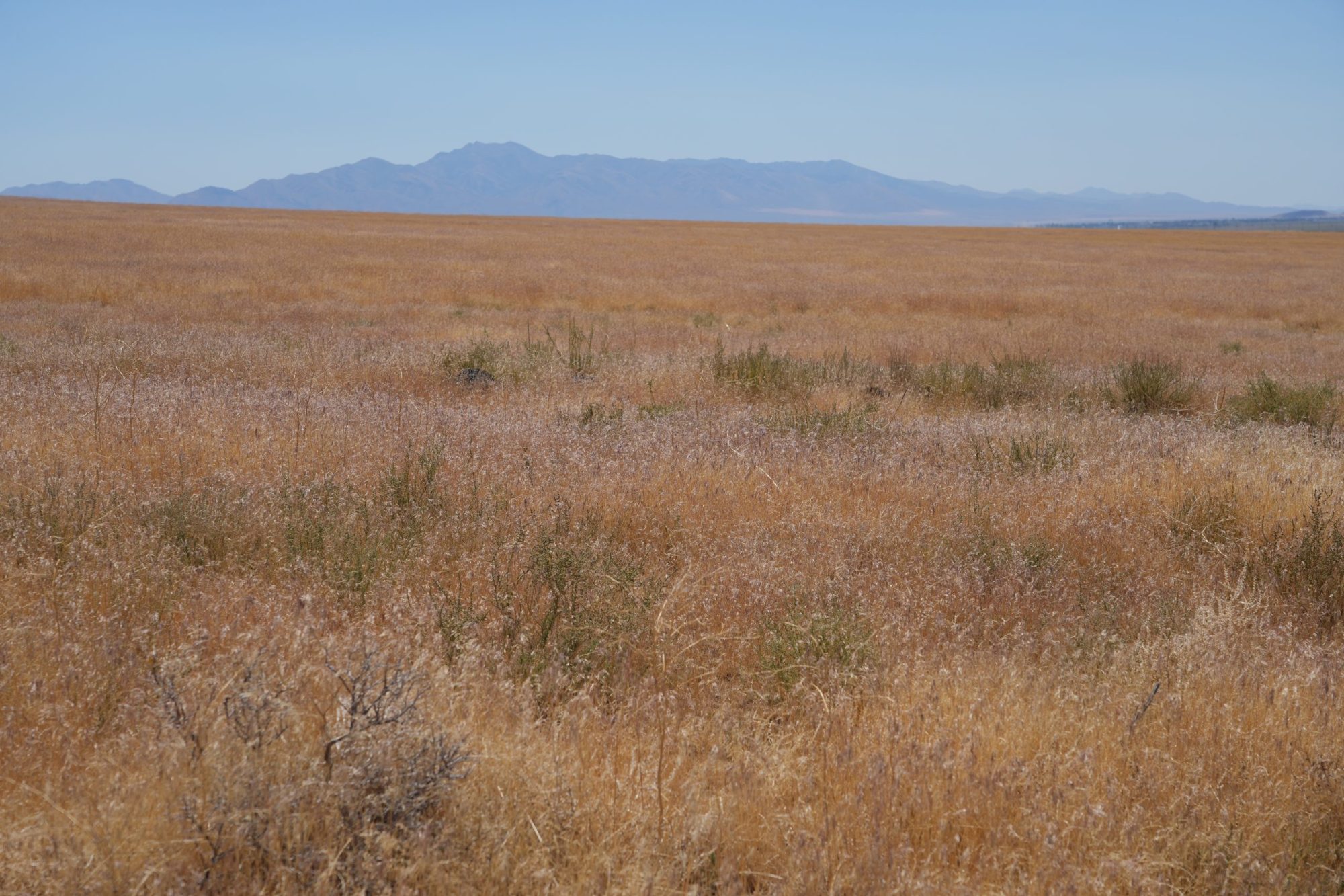 Wyoming’s Race to Stop Cheatgrass from Turning Sagebrush Country into a Tinderbox