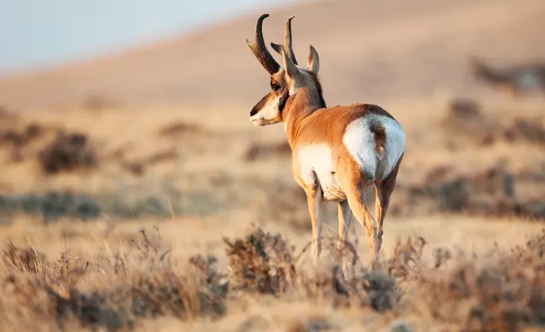 Wyoming Women’s Antelope Hunt is Packing up and Heading to TA Ranch in 2026