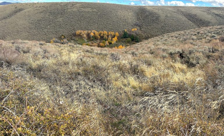 Wyoming vs. Cheatgrass: the Weed that’s Turning Sagebrush Country into Tinder