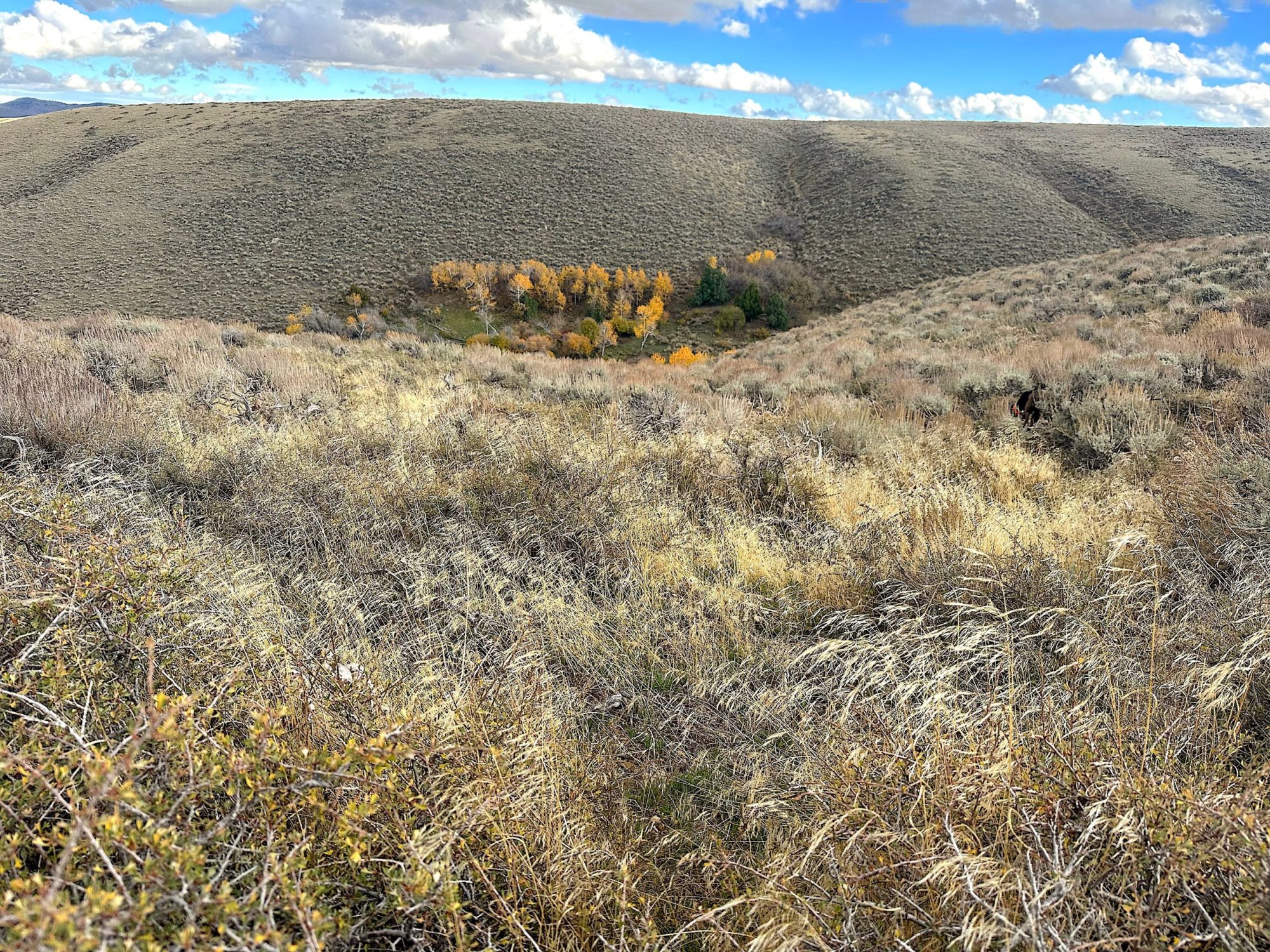 Wyoming vs. Cheatgrass: the Weed that’s Turning Sagebrush Country into Tinder