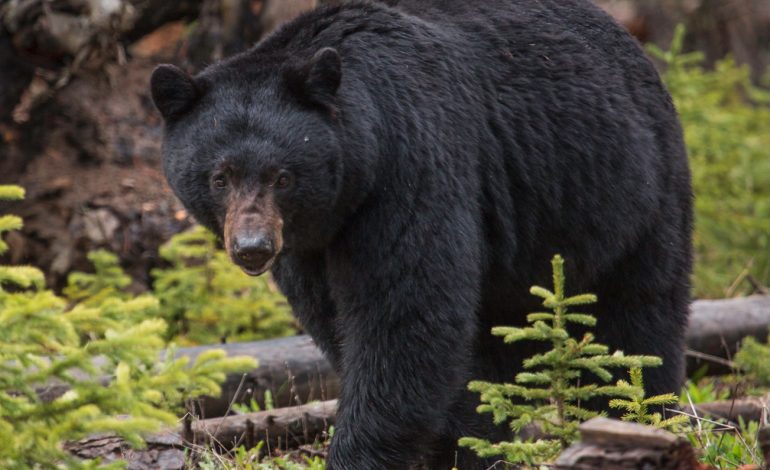 Wyoming’s Black Bears Are Back — Spreading into Old Country Even as Hunters Notch Record Kills