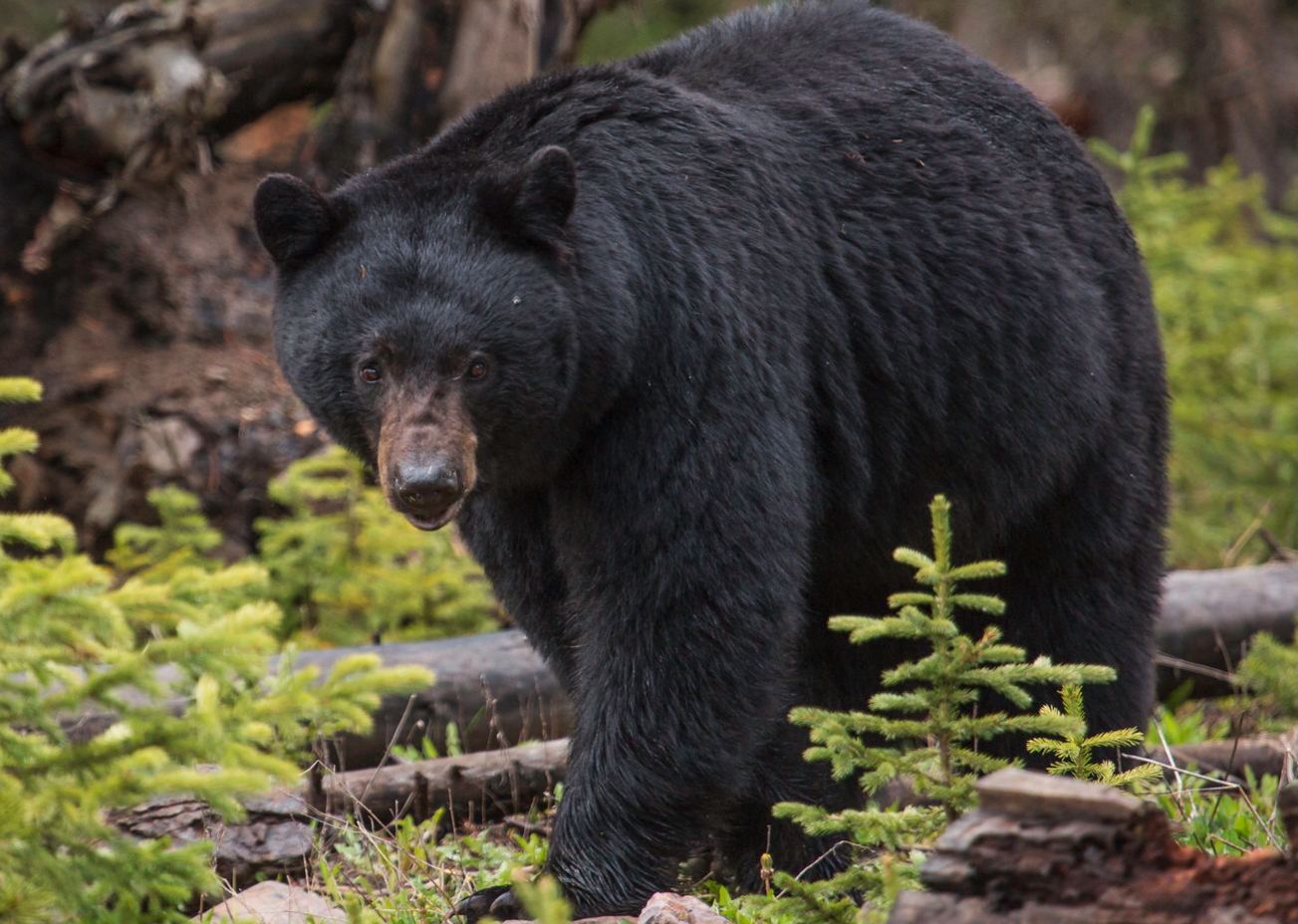 Wyoming’s Black Bears Are Back — Spreading into Old Country Even as Hunters Notch Record Kills