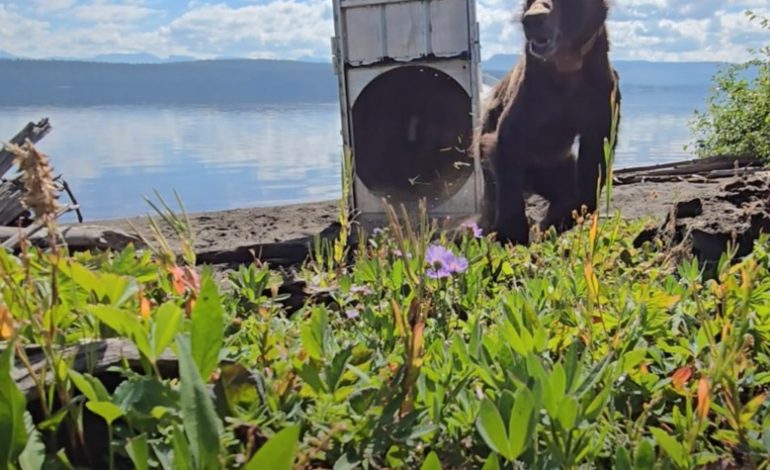 Montana Grizzlies Trucked to Wyoming Are Roaming, Denning — and May Soon Be Parents