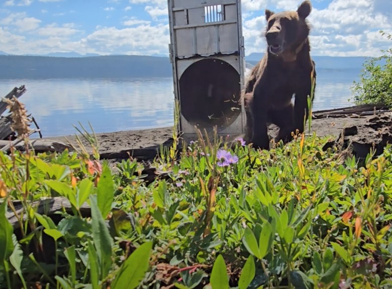 Montana Grizzlies Trucked to Wyoming Are Roaming, Denning — and May Soon Be Parents