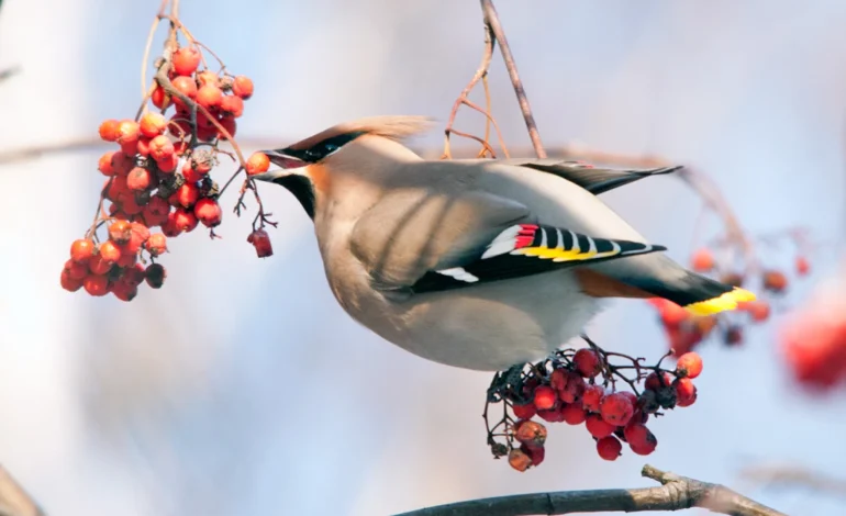 Wyoming Birders Take to the Field for Holiday Season Bird Counts
