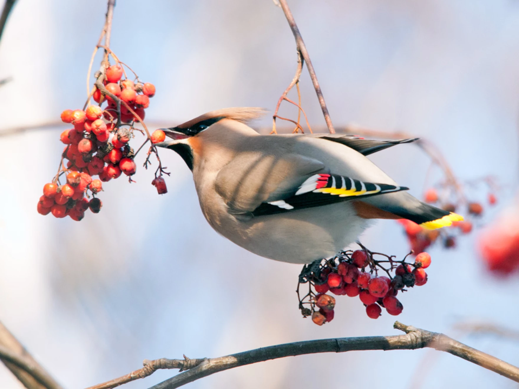 Wyoming Birders Take to the Field for Holiday Season Bird Counts