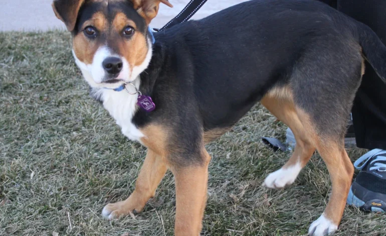 Holiday crunch hits Wyoming shelters hard as fosters dry up and surrenders climb