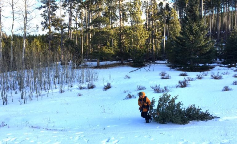 Want a real Wyoming Christmas tree? Grab a $10 permit and hit the forest