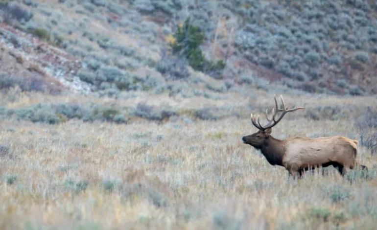 Monday’s the Deadline to Enter Wyoming’s “Super Tag” Big-Game Raffle