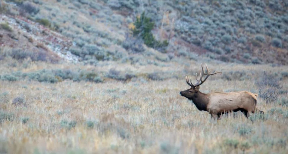 Monday’s the Deadline to Enter Wyoming’s “Super Tag” Big-Game Raffle