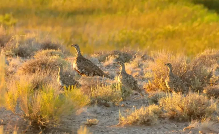 Wyoming Pulls Plug on 21-Year Sage-Grouse Volunteers Program – What Comes Next?