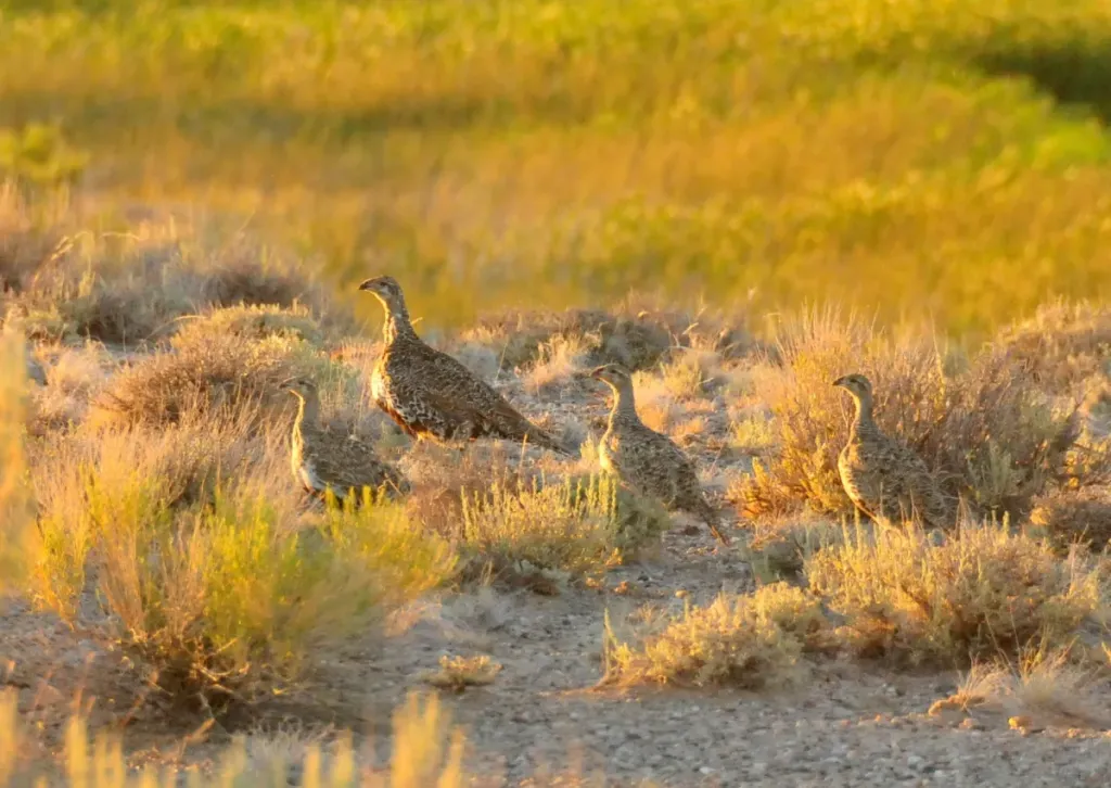 Wyoming Pulls Plug on 21-Year Sage-Grouse Volunteers Program – What Comes Next?