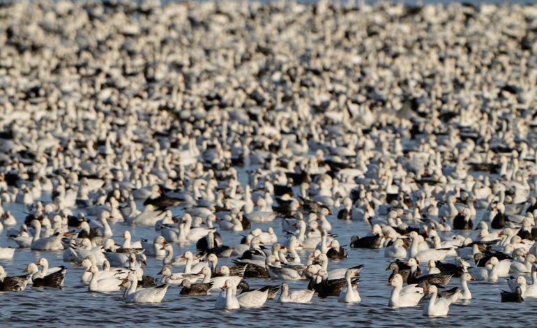 Wyoming’s Josh Coursey at the Center of Hot-Button Wildlife Refuge Review