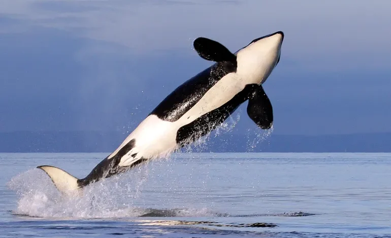 High Seas Treaty Takes Effect, Marking Rare Win for Global Ocean Protection