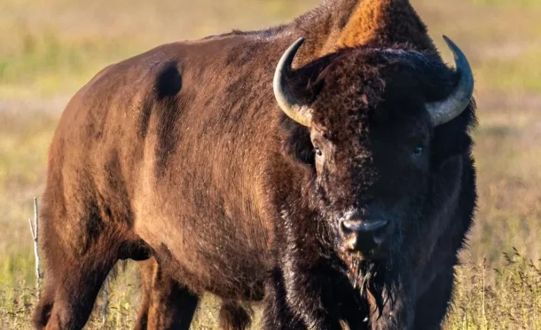 Online Hunter Ed, Longer Seasons Outlook: Game and Fish Opens 2026 in Cheyenne