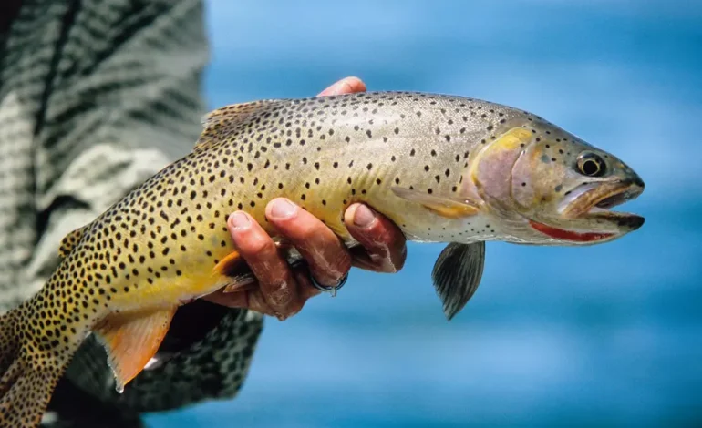 Wyoming Reels in New Fishing Rules for 2026