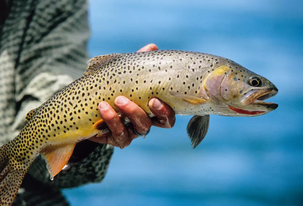 Wyoming Reels in New Fishing Rules for 2026