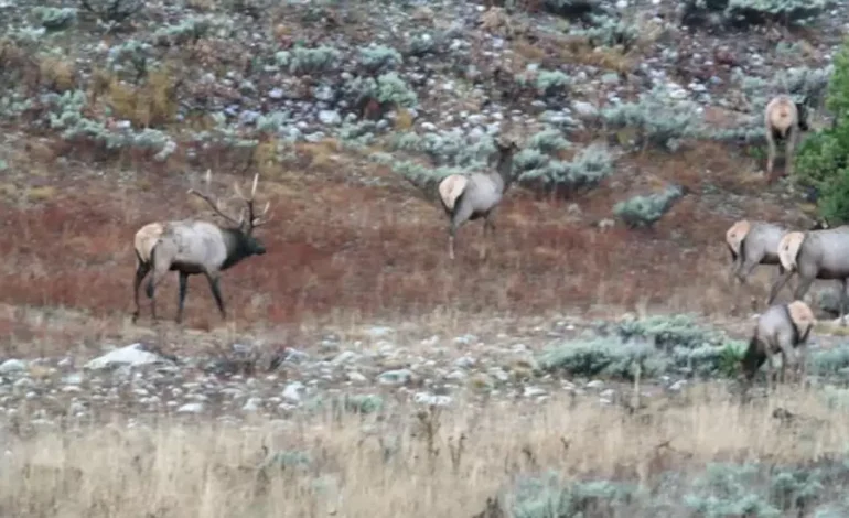 Hunting seasons wind down as Game and Fish starts planning for 2026