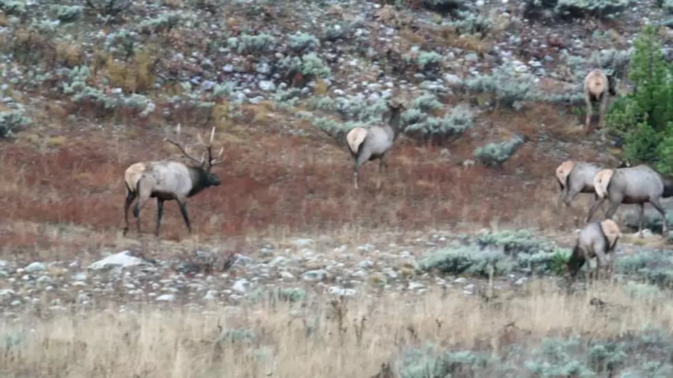 Hunting seasons wind down as Game and Fish starts planning for 2026