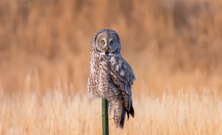 Rare winter visitors: Great gray owls showing up in central Wyoming