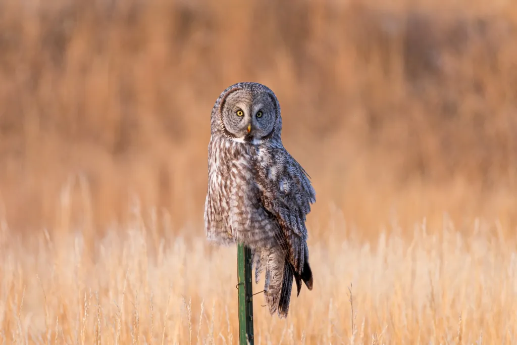 Rare winter visitors: Great gray owls showing up in central Wyoming