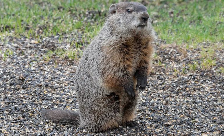 From Punxsutawney to Pulled Pork: A Wyoming Chef’s Guide to ‘Whistle Pig’ Barbecue