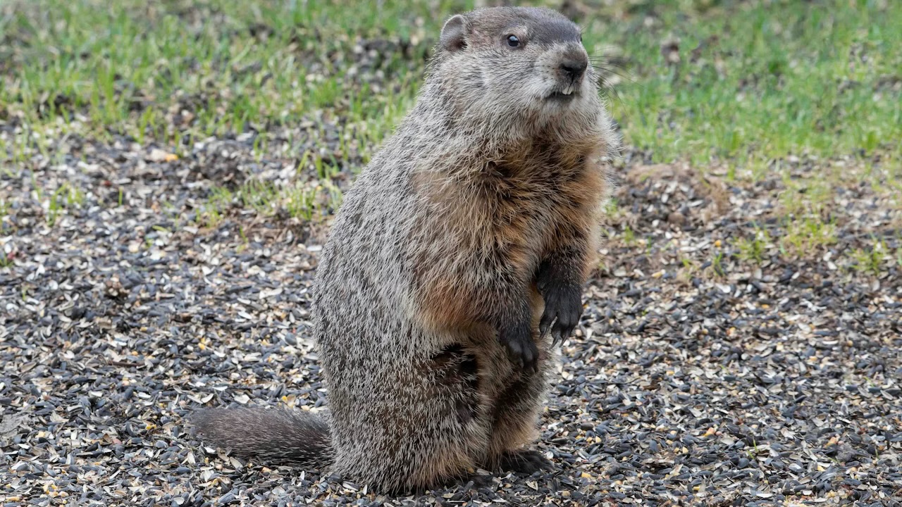 From Punxsutawney to Pulled Pork: A Wyoming Chef’s Guide to ‘Whistle Pig’ Barbecue