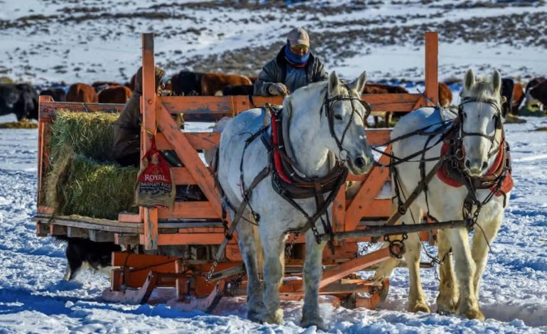 Why Some Wyoming Ranchers Still Feed Their Livestock with Horse-Drawn Sleighs