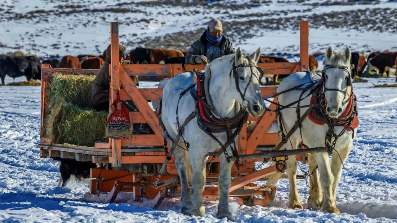 Why Some Wyoming Ranchers Still Feed Their Livestock with Horse-Drawn Sleighs