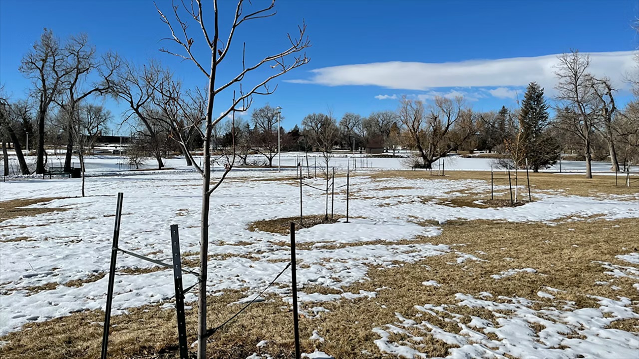 Wyoming’s Trees Are Thirsty: Why Winter Watering Matters in a Snowless Year