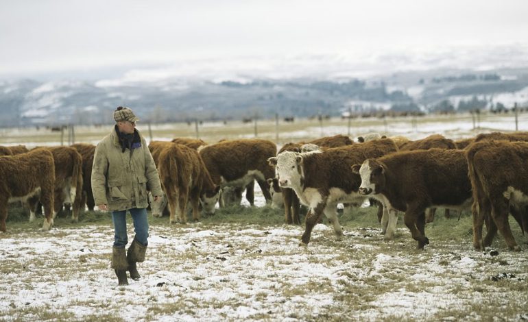 ‘Too Good to Be True’: Wyoming Rancher Unsurprised by $200 Million Cattle Fraud Case