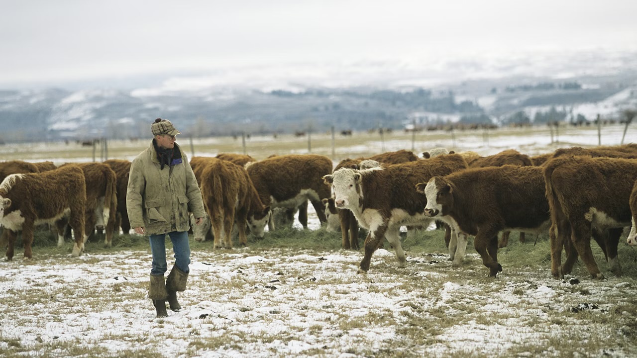 ‘Too Good to Be True’: Wyoming Rancher Unsurprised by $200 Million Cattle Fraud Case