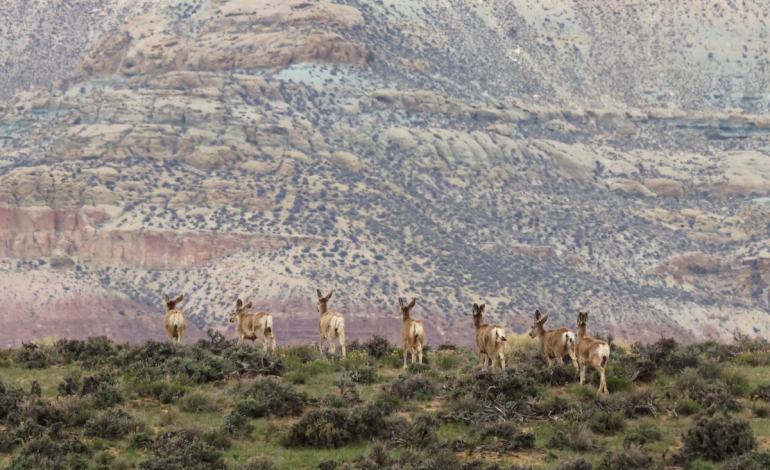 Wyoming Game and Fish Seeks Property Tax Relief as Budget Pressures Mount