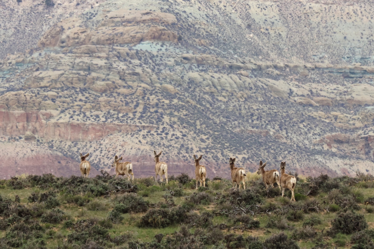 Wyoming Game and Fish Seeks Property Tax Relief as Budget Pressures Mount