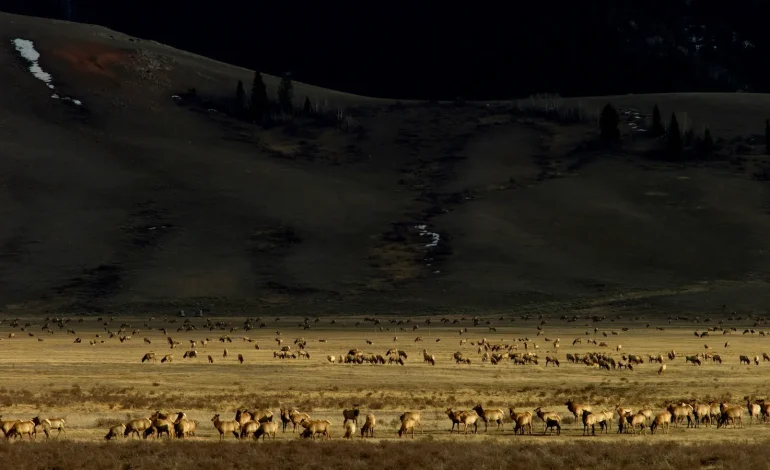 Thousands of wapiti are ready to leave the National Elk Refuge