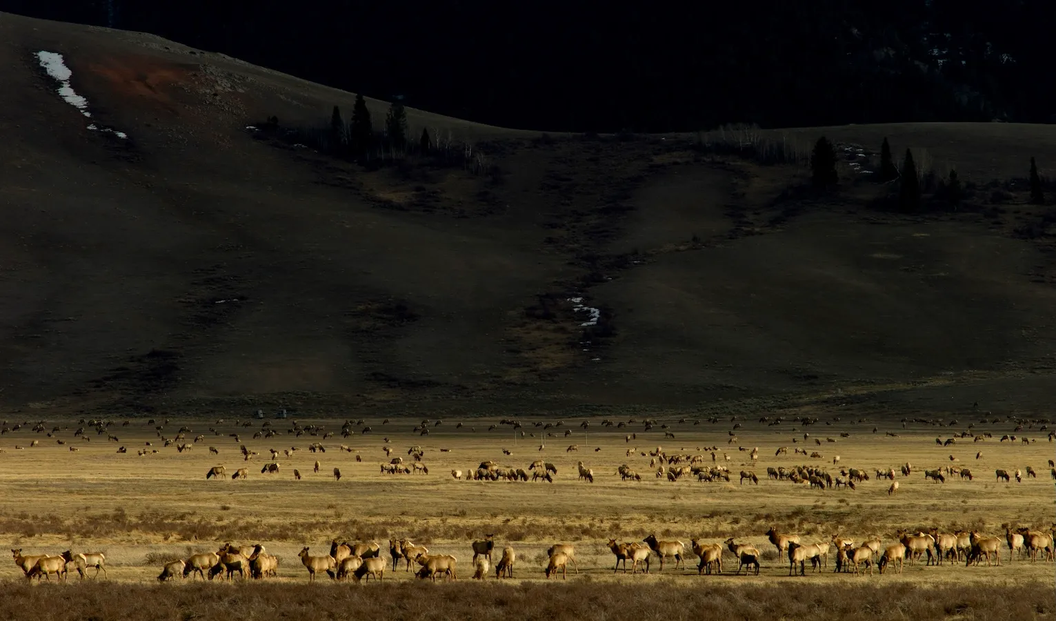 Thousands of wapiti are ready to leave the National Elk Refuge