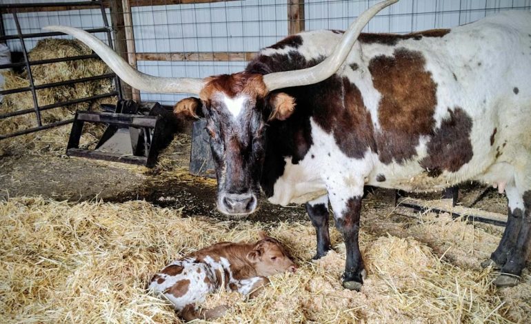 Old Reliable: Sweetheart the Longhorn Cow Has Produced 20 Calves in 20 Years