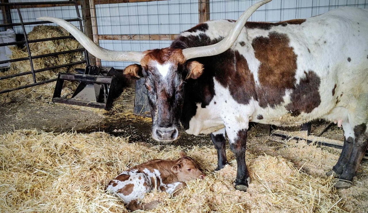 Old Reliable: Sweetheart the Longhorn Cow Has Produced 20 Calves in 20 Years