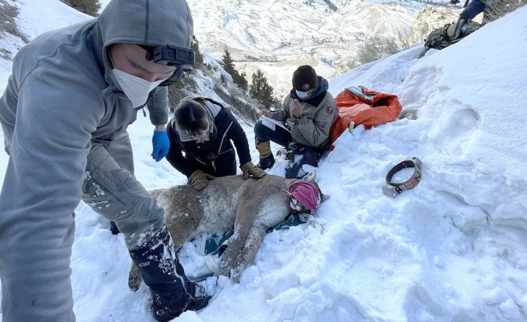 Why Scientists Doped Up Mountain Lions and Climbed Trees With Them in Yellowstone