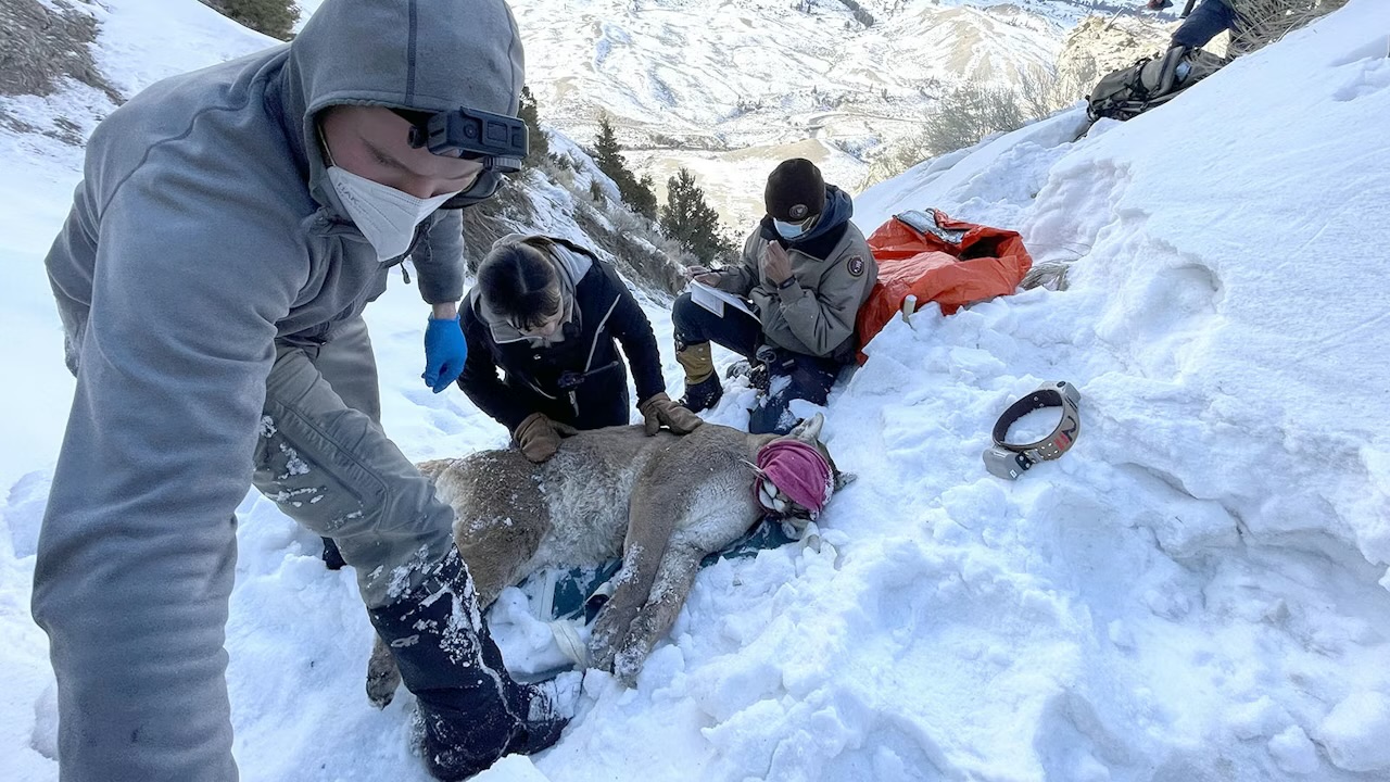 Why Scientists Doped Up Mountain Lions and Climbed Trees With Them in Yellowstone