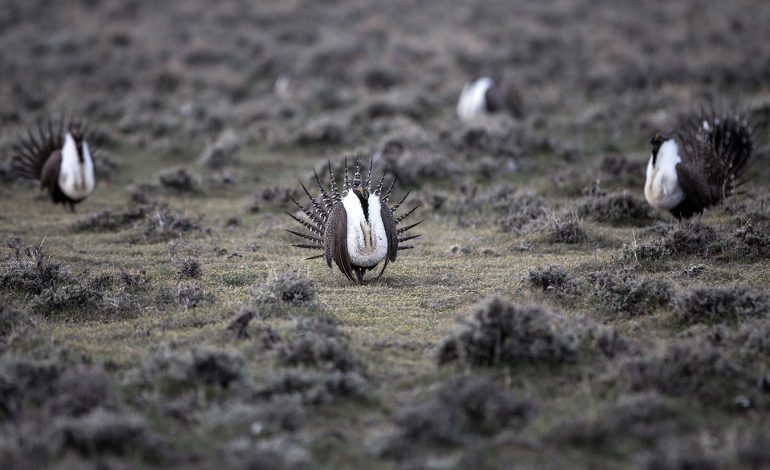 BLM abandoned best-available science for Wyoming, Montana sage grouse, lawsuit argues