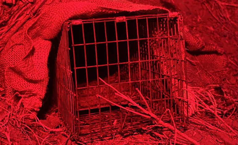 Scientists search for big answers about a little bunny that relies on disappearing sagebrush