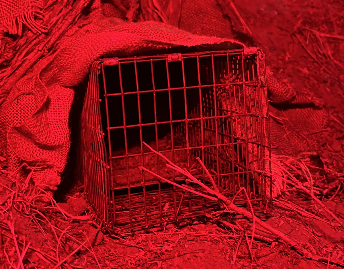 Scientists search for big answers about a little bunny that relies on disappearing sagebrush