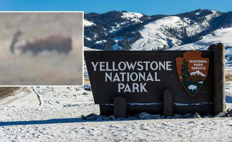 Yellowstone wolf goes flying after taking a bison kick during hunt